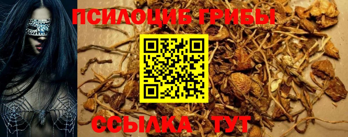 Малоярославец  Псилоцибиновые грибы прущие грибы  Вход с VPN 