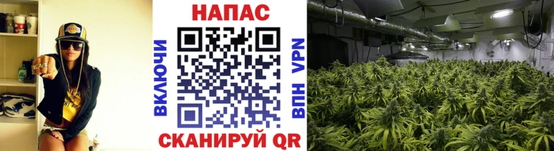 мега ссылки  Малоярославец  даркнет как зайти  Канабис сатива 